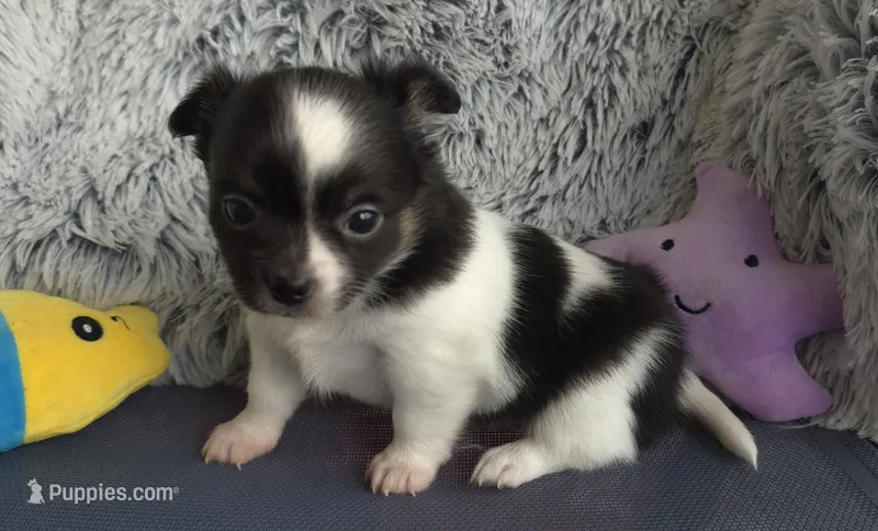 Stitch – Chihuahua puppy for sale in Beverly Hills, FL
