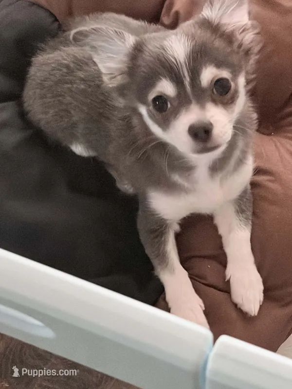 Gucci – Chihuahua puppy for sale in Beverly Hills, FL
