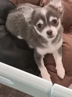 Gucci, a male Chihuahua for sale in Beverly Hills, FL – 1 of 2