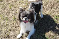 Junior, a male Chihuahua for sale in Beverly Hills, FL – 4 of 5