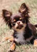 Ash, a male Chihuahua for sale in Beverly Hills, FL – 3 of 5