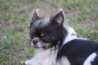 Junior, a male Chihuahua for sale in Beverly Hills, FL – 5 of 5