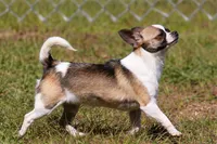 Bay, a male Chihuahua for sale in Beverly Hills, FL – 7 of 7