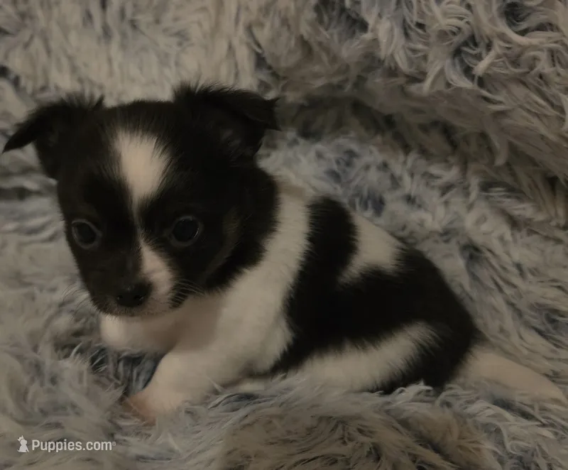 Stitch – Chihuahua puppy for sale in Beverly Hills, FL
