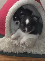 Stitch, a male Chihuahua for sale in Beverly Hills, FL – 2 of 6