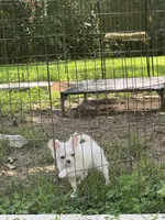 Casper, a male Chihuahua for sale in Beverly Hills, FL – 2 of 5