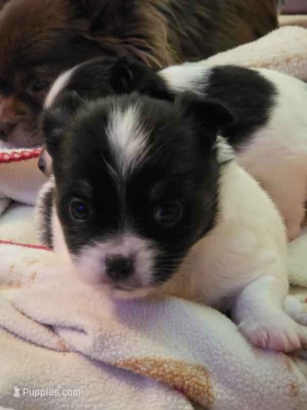 Lilo – Chihuahua puppy for sale in Beverly Hills, FL