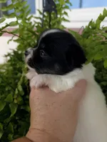 Lilo, a female Chihuahua for sale in Beverly Hills, FL – 3 of 5