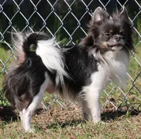 Stitch, a male Chihuahua for sale in Beverly Hills, FL – 4 of 5