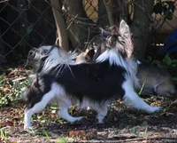 Lilo, a female Chihuahua for sale in Beverly Hills, FL – 5 of 5
