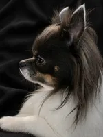 Stitch, a male Chihuahua for sale in Beverly Hills, FL – 5 of 6