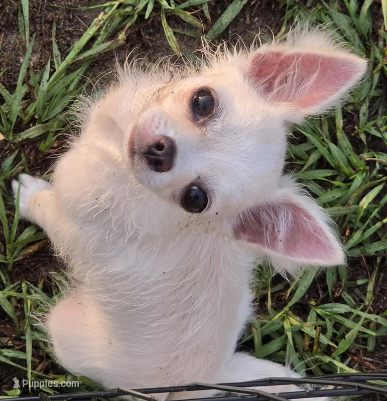 Casper – Chihuahua puppy for sale in Beverly Hills, FL