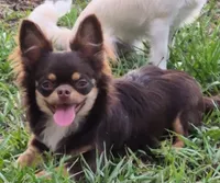 Ash, a male Chihuahua for sale in Beverly Hills, FL – 1 of 5