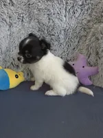 Lilo, a female Chihuahua for sale in Beverly Hills, FL – 2 of 5