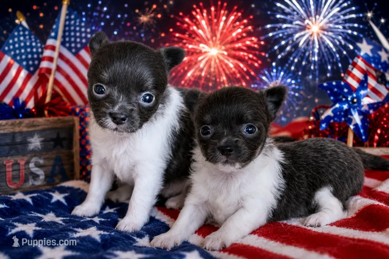 Junior – Chihuahua puppy for sale in Beverly Hills, FL
