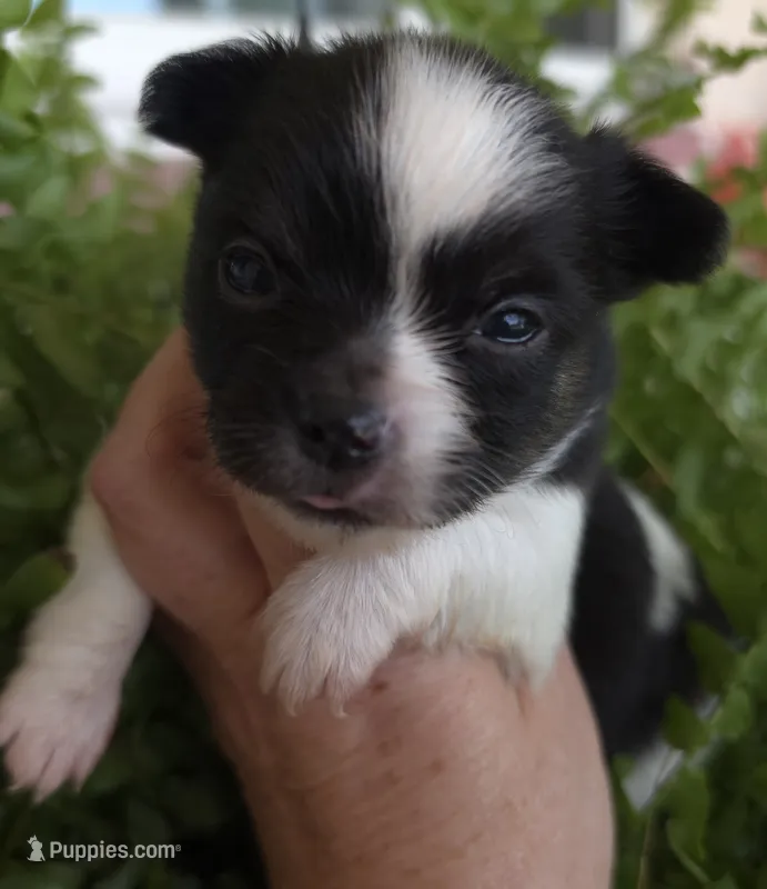 Stitch – Chihuahua puppy for sale in Beverly Hills, FL