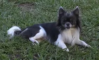 Stitch, a male Chihuahua for sale in Beverly Hills, FL – 4 of 6
