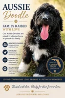 Ray, a male Aussiedoodle for sale in Beverly Hills, FL – 1 of 2