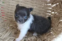 Junior, a male Chihuahua for sale in Beverly Hills, FL – 3 of 8