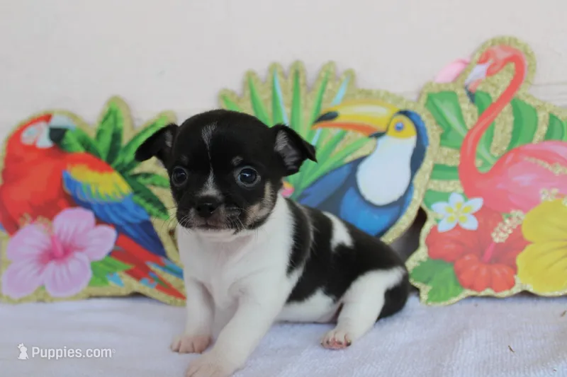 Gia – Chihuahua puppy for sale in Beverly Hills, FL