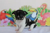 Gia, a female Chihuahua for sale in Beverly Hills, FL – 1 of 6