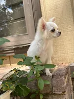 Casper, a male Chihuahua for sale in Beverly Hills, FL – 3 of 5