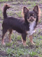 Ash, a male Chihuahua for sale in Beverly Hills, FL – 2 of 5