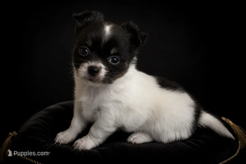 Lilo – Chihuahua puppy for sale in Beverly Hills, FL