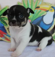 Gia, a female Chihuahua for sale in Beverly Hills, FL – 2 of 6
