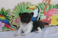 Junior, a male Chihuahua for sale in Beverly Hills, FL – 2 of 8