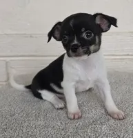 Gia, a female Chihuahua for sale in Beverly Hills, FL – 1 of 5