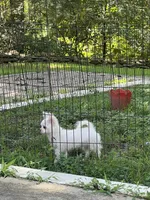 Casper, a male Chihuahua for sale in Beverly Hills, FL – 5 of 5