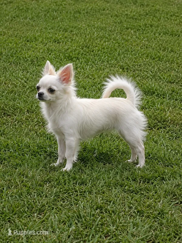 Casper – Chihuahua puppy for sale in Beverly Hills, FL