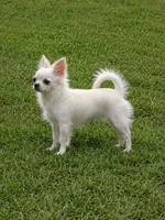 Casper, a male Chihuahua for sale in Beverly Hills, FL – 1 of 1
