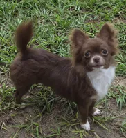 Stitch, a male Chihuahua for sale in Beverly Hills, FL – 5 of 5