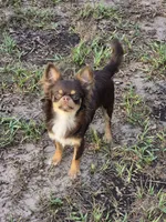 Ash, a male Chihuahua for sale in Beverly Hills, FL – 5 of 5