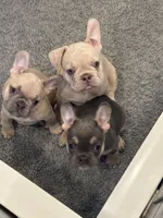 Princess Chonk, a female French Bulldog for sale in Little Rock, AR – 4 of 7