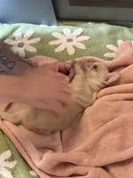 Princess Chonk, a female French Bulldog for sale in Little Rock, AR – 3 of 7
