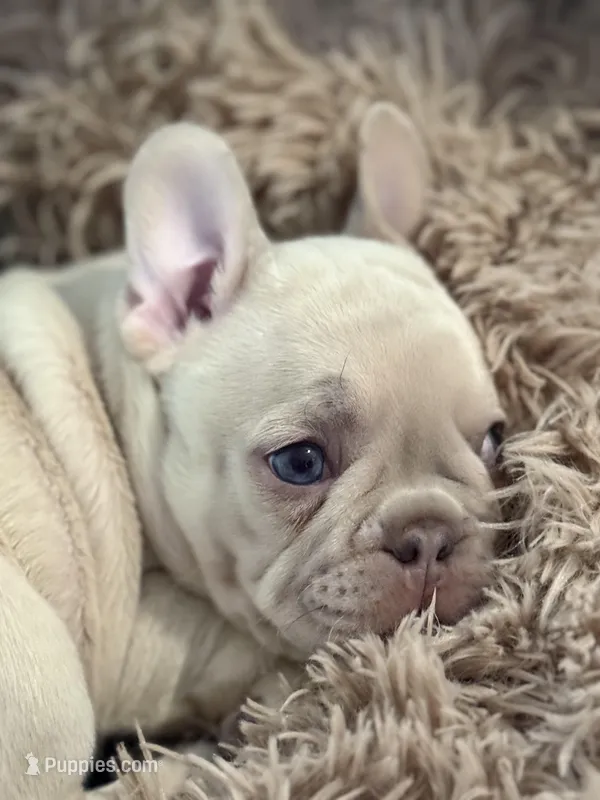 Princess Chonk – French Bulldog puppy for sale in Little Rock, AR