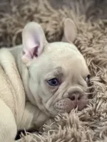 Princess Chonk, a female French Bulldog for sale in Little Rock, AR – 1 of 7