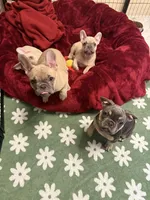 Princess Chonk, a female French Bulldog for sale in Little Rock, AR – 7 of 7