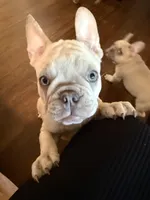 Princess Chonk, a female French Bulldog for sale in Little Rock, AR – 2 of 7