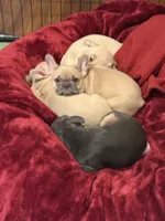 Phil, a female French Bulldog for sale in Little Rock, AR – 2 of 7