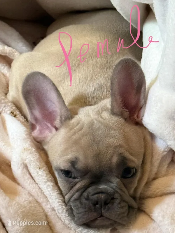 Phil – French Bulldog puppy for sale in Little Rock, AR