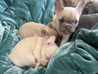 Phil, a female French Bulldog for sale in Little Rock, AR – 5 of 7