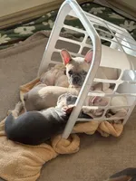 Napoleon , a male French Bulldog for sale in Little Rock, AR – 4 of 9