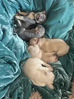 Napoleon , a male French Bulldog for sale in Little Rock, AR – 7 of 9