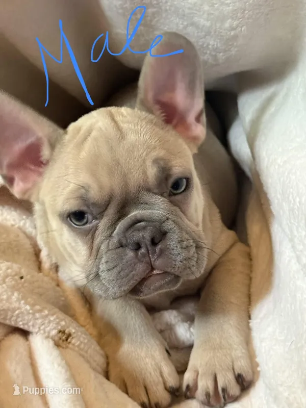 Napoleon  – French Bulldog puppy for sale in Little Rock, AR