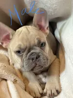 Napoleon , a male French Bulldog for sale in Little Rock, AR – 1 of 9
