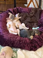 Napoleon , a male French Bulldog for sale in Little Rock, AR – 5 of 9